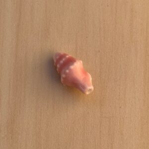 Shell